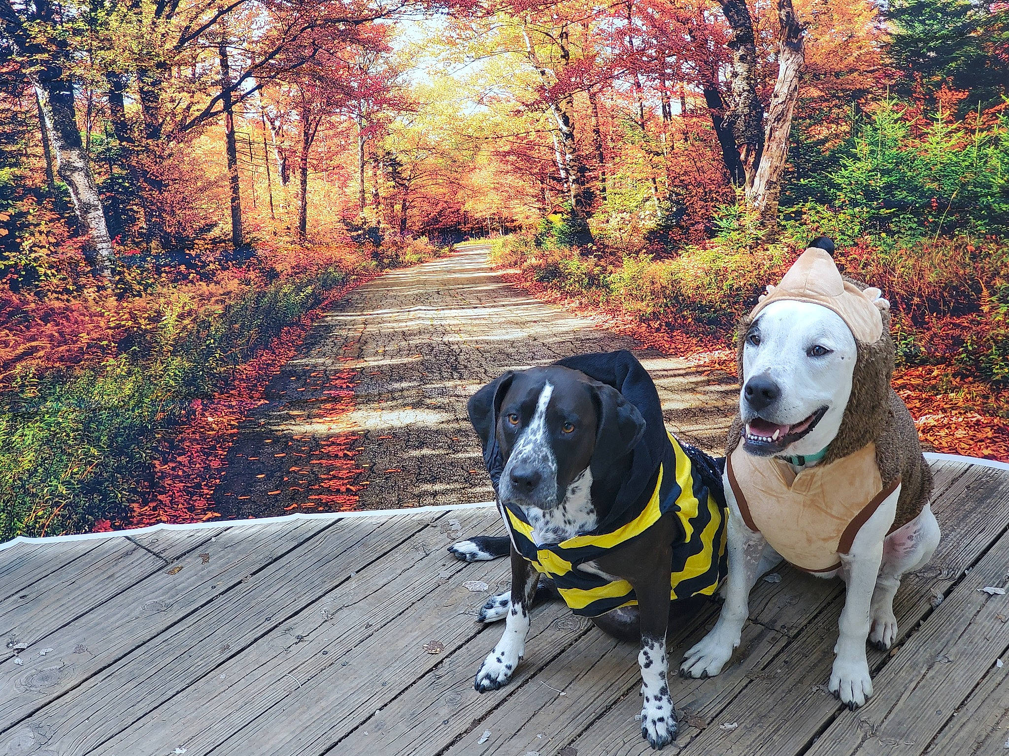 Nash joined the competition — help win amazing prizes! canidae, carnivore, collar, companion_dog, dog, dog_breed, dog_collar, dog_supply, fawn, forest, grass, gun_dog, natural_landscape, pet_supply, plant, tail, tree, wood, woodland, working_animal