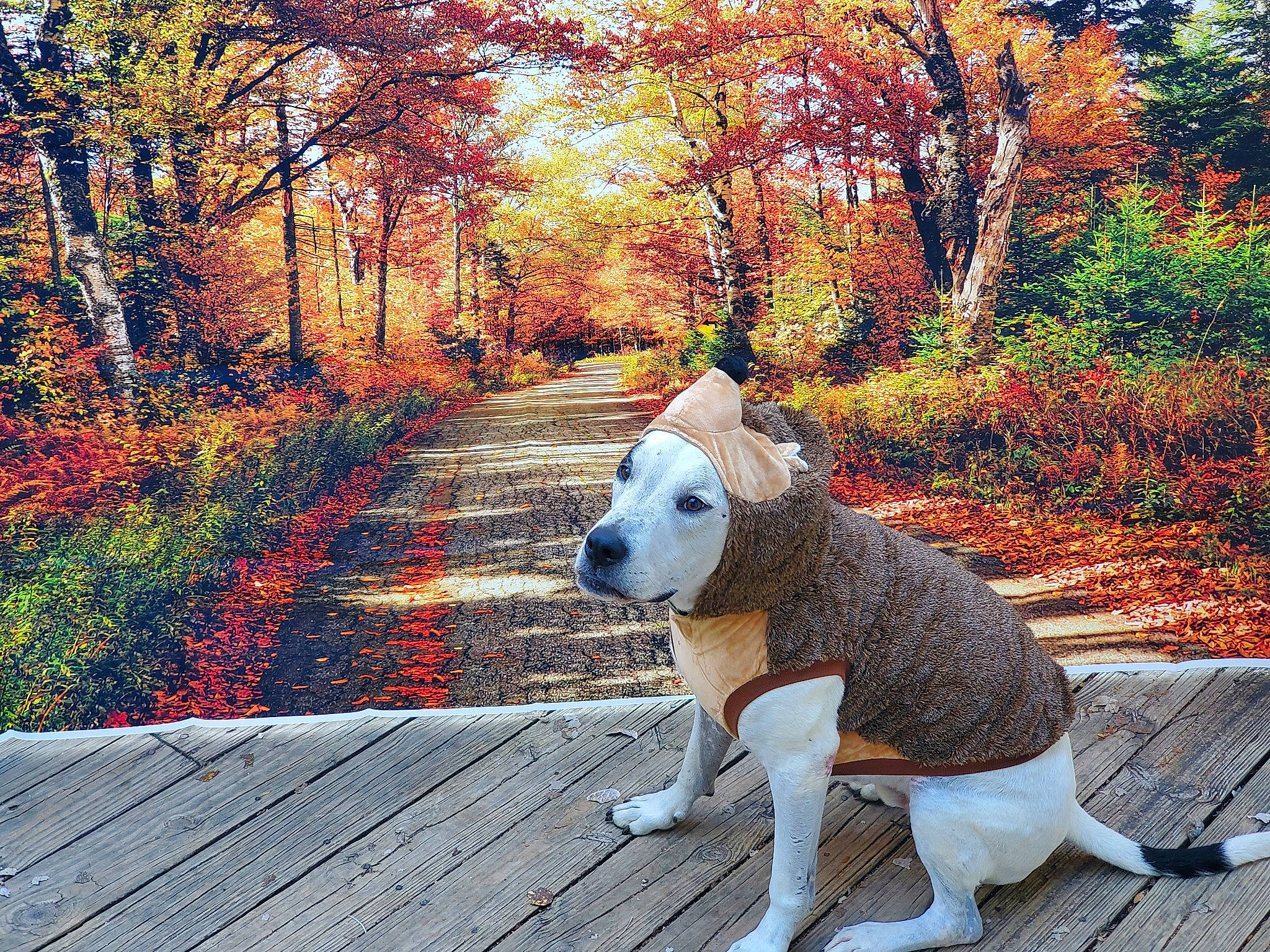 Nash is registered to the contest to win money with this photo: carnivore, companion_dog, deciduous, dog, dog_breed, fawn, forest, grass, landscape, leaf, leisure, natural_landscape, people_in_nature, plant, tail, tints_and_shades, toy, tree, wood, working_animal