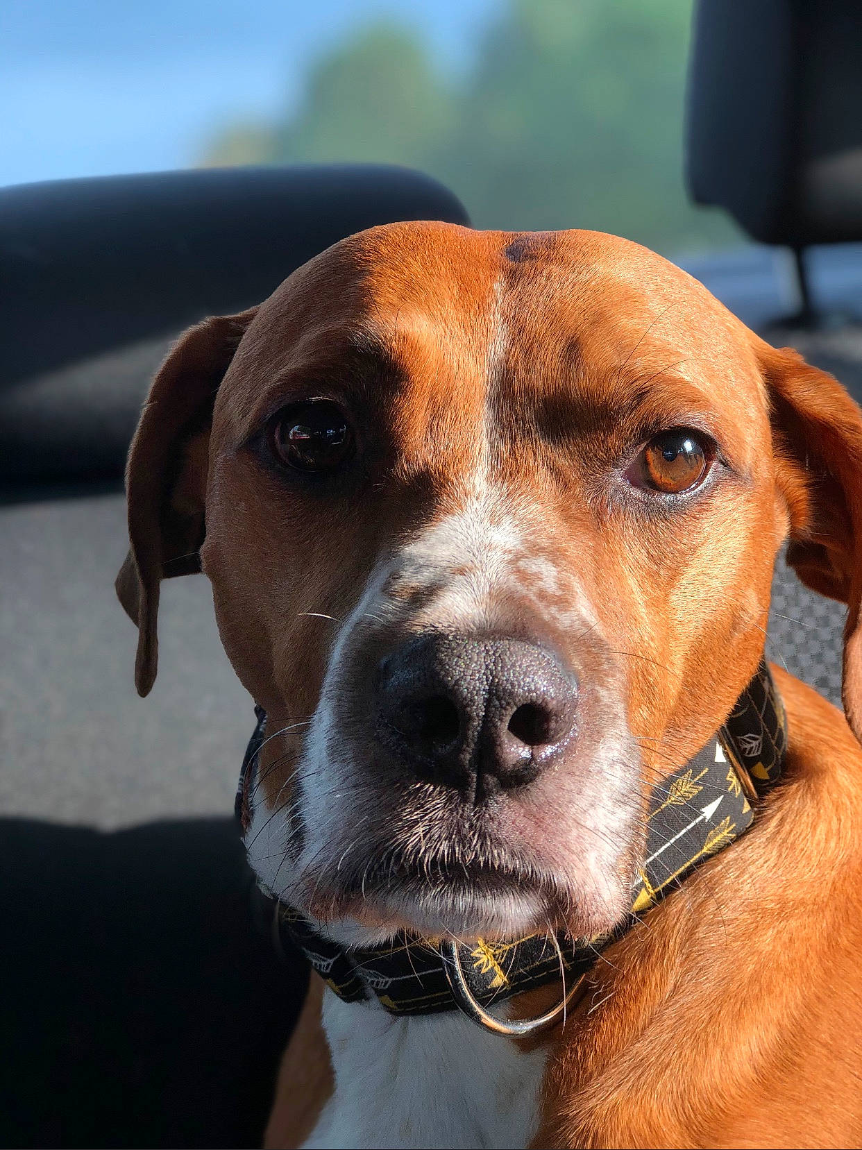 Boston joined the competition — help win amazing prizes! beagle, canidae, carnivore, companion_dog, dog, dog_breed, ear, fawn, hound, hunting_dog, mammal, pointer, portuguese_pointer, rare_breed_dog, rhodesian_ridgeback, snout, sporting_group, treeing_walker_coonhound, vertebrate, whiskers