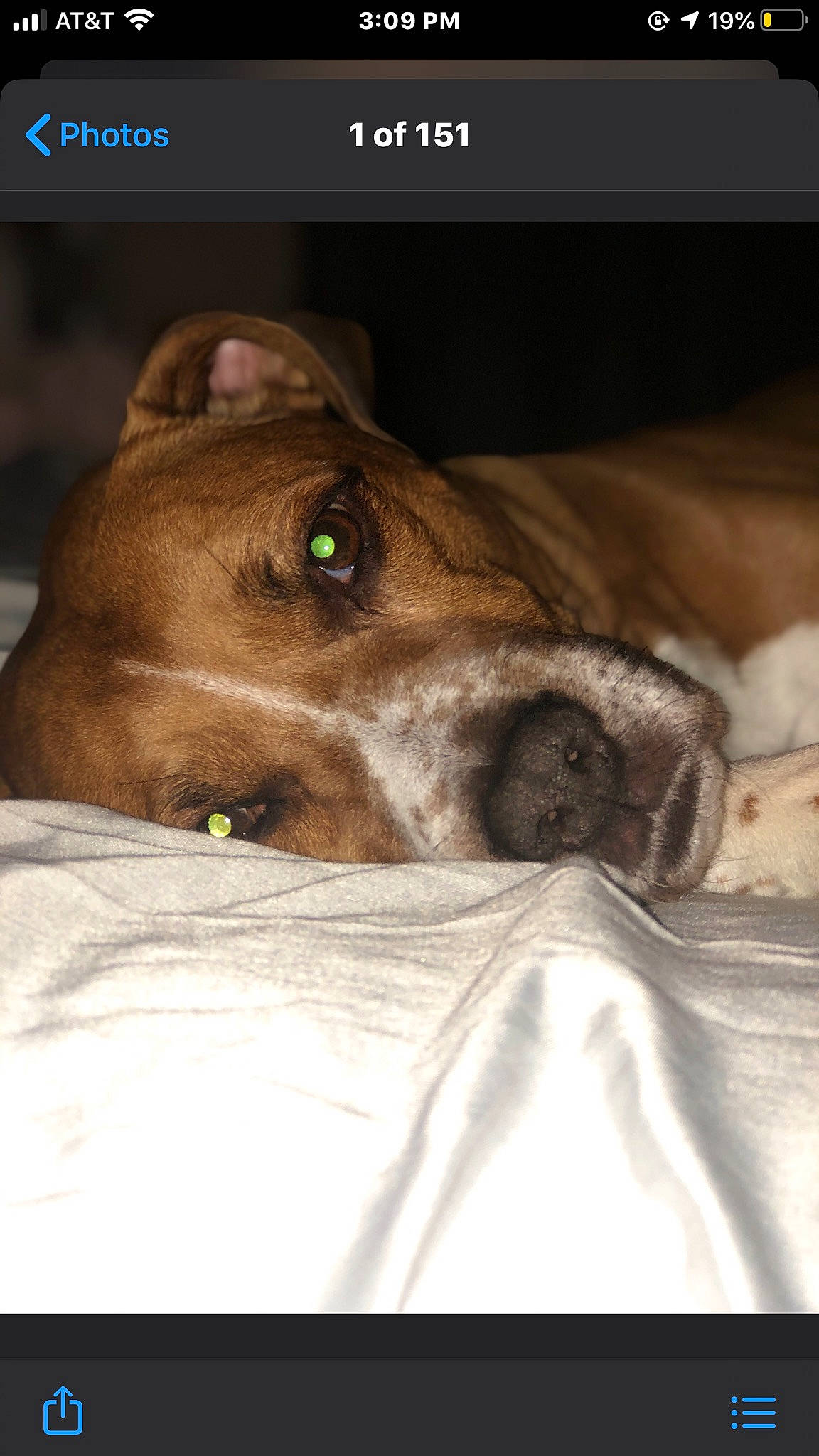 Boston is registered to the contest to win money with this photo: canidae, carnivore, dog, dog_breed, eye, fawn, mammal, mountain_cur, nose, photo_caption, puppy, snout, whiskers