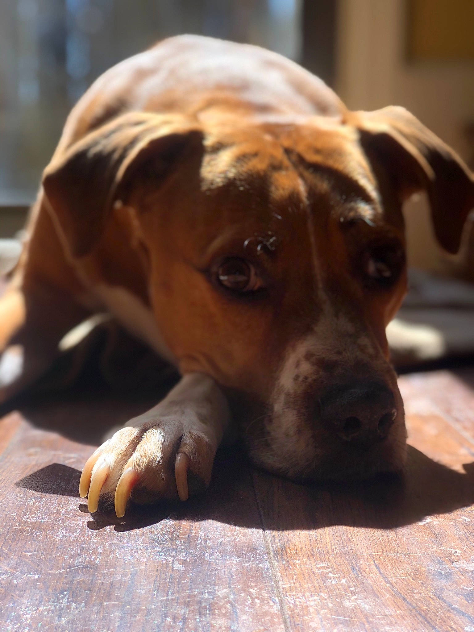 Boston is registered to the contest to win money with this photo: canidae, carnivore, catahoula_bulldog, companion_dog, dog, dog_breed, fawn, mammal, nose, potcake_dog, puppy, rhodesian_ridgeback, skin, snout, sporting_group, street_dog, vertebrate, whiskers