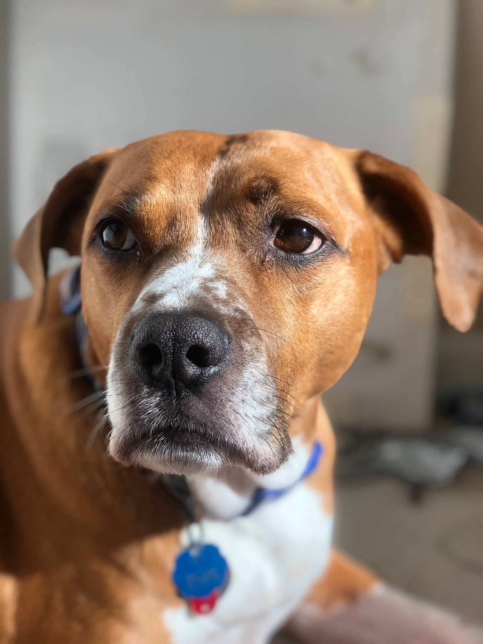 Boston joined the competition — help win amazing prizes! austrian_pinscher, canidae, carnivore, companion_dog, dog, dog_breed, ear, fawn, hound, mammal, mountain_cur, potcake_dog, puppy, rare_breed_dog, rhodesian_ridgeback, snout, sporting_group, vertebrate, whiskers