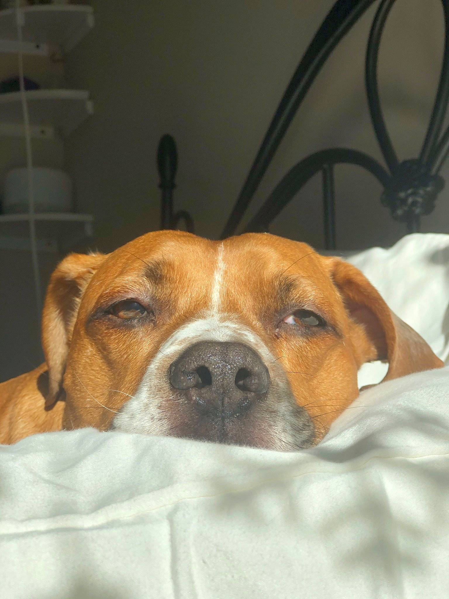 Boston is registered to the contest to win money with this photo: canidae, carnivore, companion_dog, dog, dog_breed, ear, fawn, mammal, nose, portuguese_pointer, puppy, rare_breed_dog, snout, sporting_group, vertebrate, whiskers