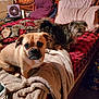 dog, bed, blanket, pillow, indoor, pet, fur, animal, cozy, red_checkered, brown_dog, gray_dog, curious, furniture, fan, room, sleeping_area, domestic, companion, cute