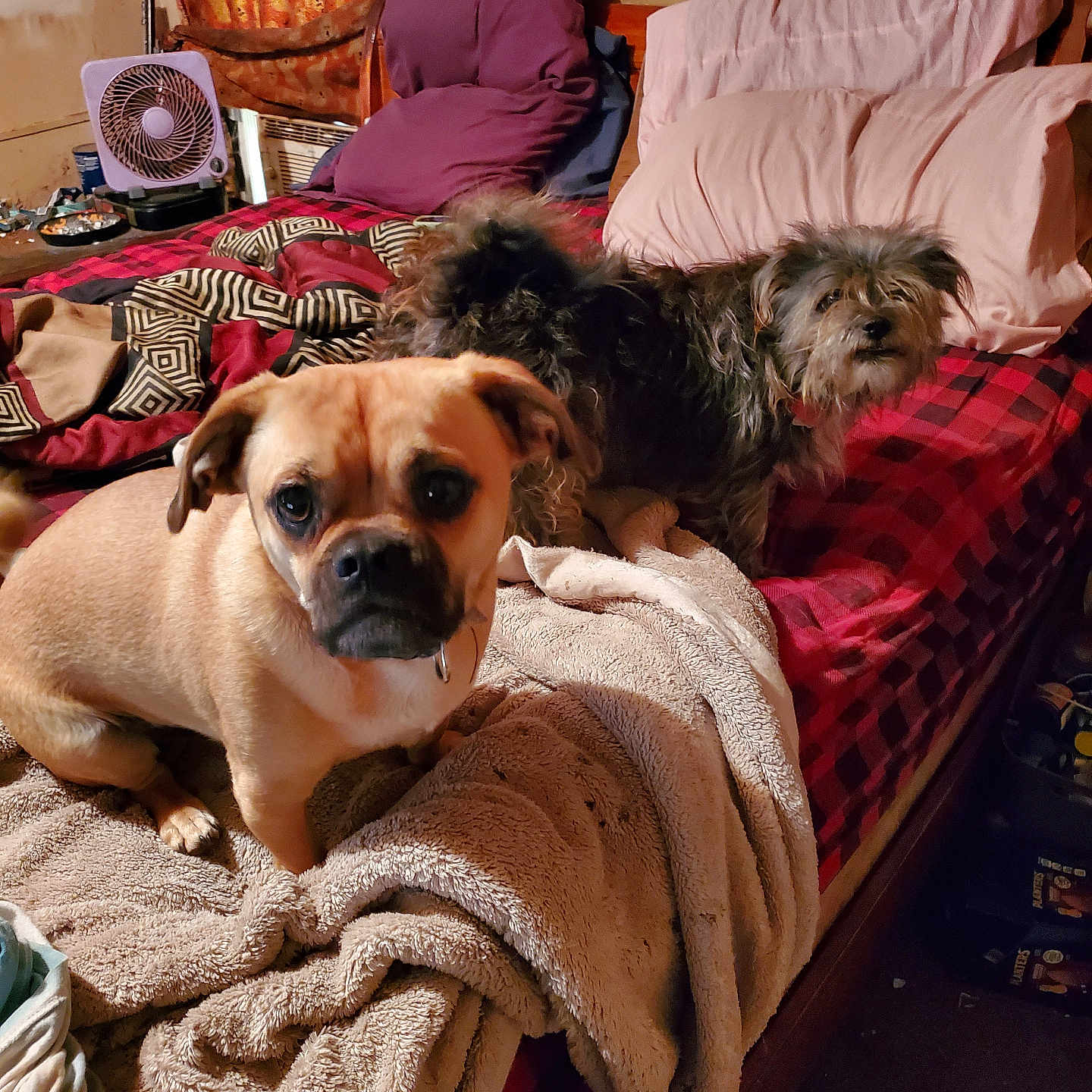 Puggie P Pugman is registered to the contest to win money with this photo: animal, bed, blanket, brown_dog, companion, cozy, curious, cute, dog, domestic, fan, fur, furniture, gray_dog, indoor, pet, pillow, red_checkered, room, sleeping_area