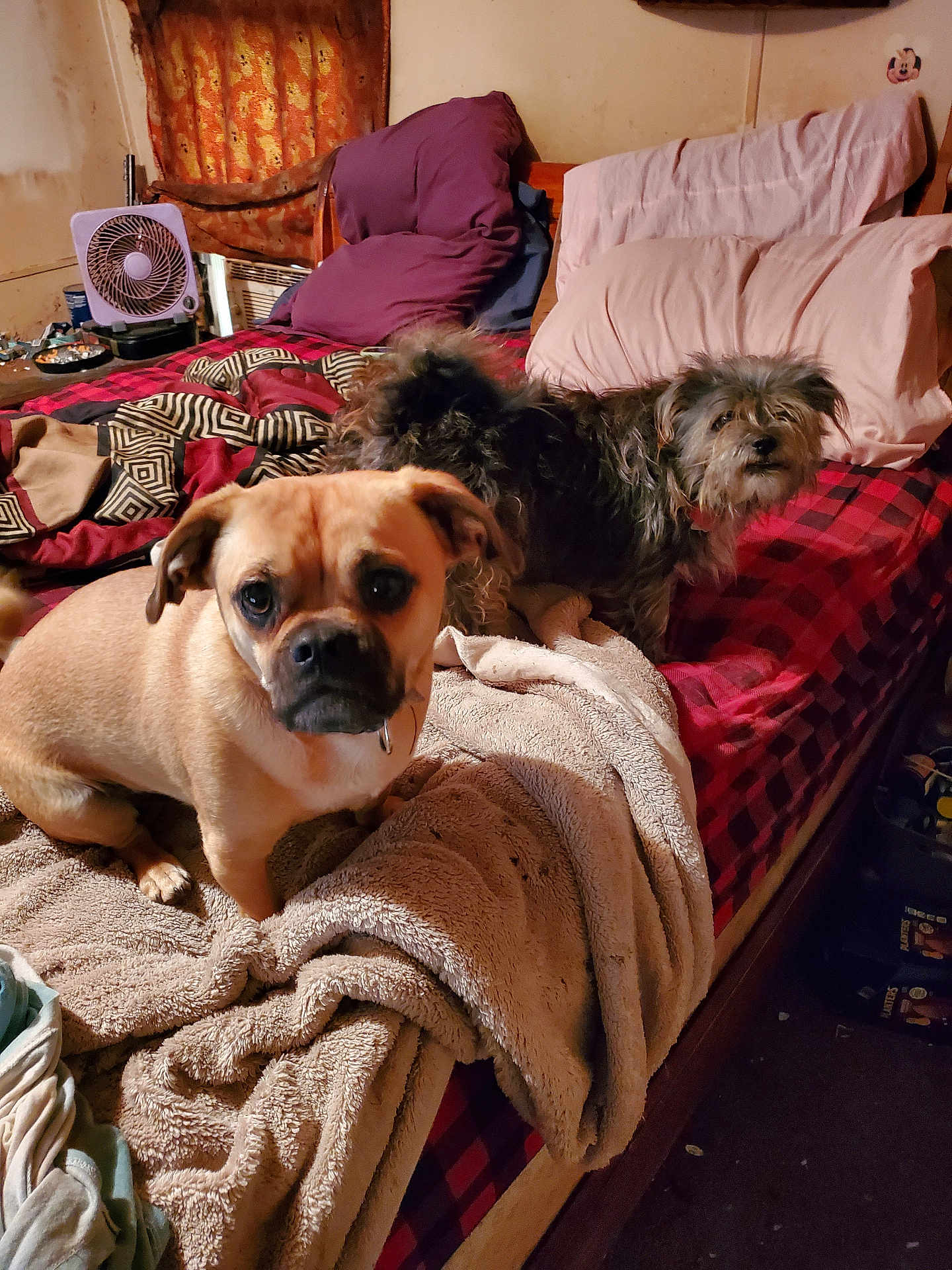 Puggie P Pugman is registered to the contest to win money with this photo: dog, bed, blanket, pillow, indoor, pet, fur, animal, cozy, red_checkered, brown_dog, gray_dog, curious, furniture, fan, room, sleeping_area, domestic, companion, cute