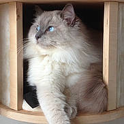 Swim a rejoint le concours — aidez-le/la à gagner de superbes lots ! cat, blue_eyes, fluffy, fur, wood, cat_tree, paw, feline, pet, indoors, cozy, relaxed, resting, animal, cute, whiskers, portrait, looking_away, soft, domestic_cat