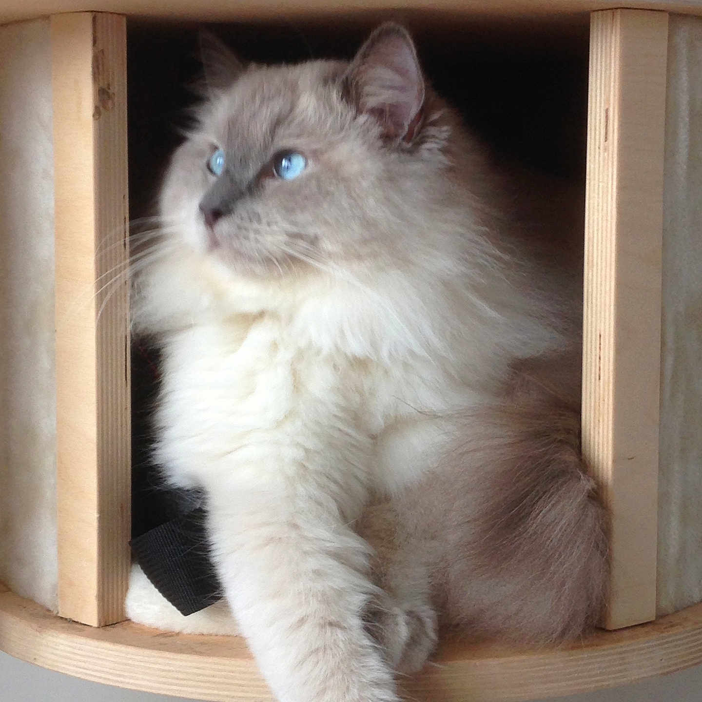 Swim a rejoint le concours — aidez-le/la à gagner de superbes lots ! animal, blue_eyes, cat, cat_tree, cozy, cute, domestic_cat, feline, fluffy, fur, indoors, looking_away, paw, pet, portrait, relaxed, resting, soft, whiskers, wood