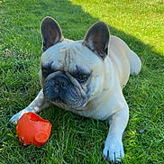 Malo a rejoint le concours — aidez-le/la à gagner de superbes lots ! dog, french_bulldog, pet, grass, outdoor, backyard, pool, chew_toy, red_toy, lying_down, sitting, animal, canine, ears, face, snout, wrinkles, sunlight, lawn, portrait