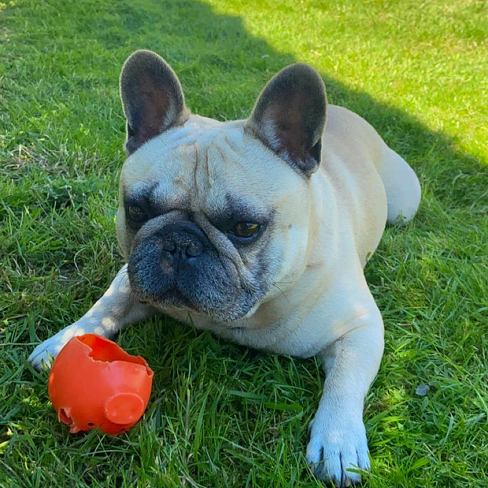 Malo a rejoint le concours — aidez-le/la à gagner de superbes lots ! dog, french_bulldog, pet, grass, outdoor, backyard, pool, chew_toy, red_toy, lying_down, sitting, animal, canine, ears, face, snout, wrinkles, sunlight, lawn, portrait