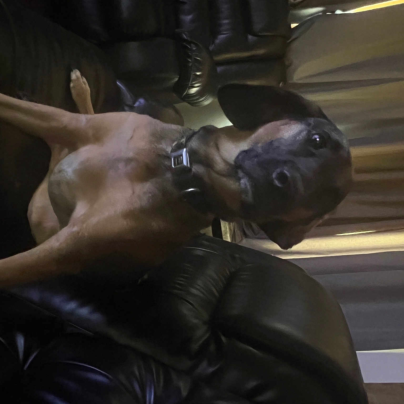 Leo is registered to the contest to win money with this photo: abdomen, art, barechested, bronze, bronze_sculpture, cg_artwork, chest, classical_sculpture, darkness, fictional_character, gesture, glass, metal, monument, mythology, sculpture, statue, tree, trunk, visual_arts