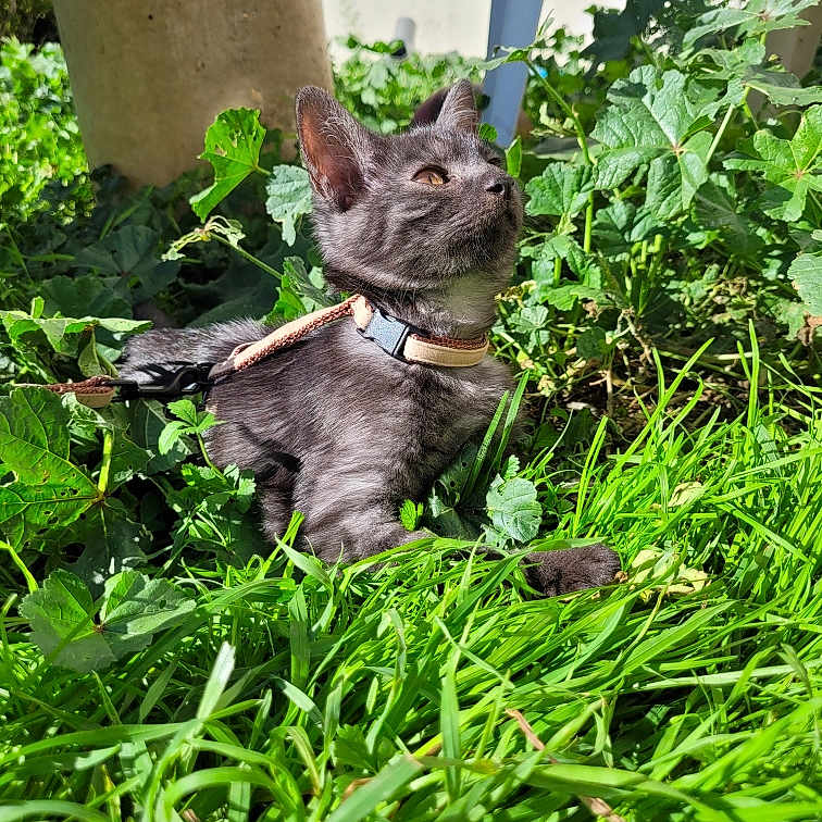 Vaya participe au concours pour gagner de l'argent avec cette photo : animal, backyard, cat, garden, grass, green, herbal, herbs, jar, leaf, nature, outdoors, plant, planter, pottedplant, pottery, soil, vase, vegetation, yard