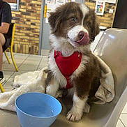 Arièl participe au concours pour gagner de l'argent avec cette photo : puppy, dog, red_harness, blue_bowl, chair, blanket, indoor, tiled_floor, brick_wall, person, poster, water, cute, pet, animal, tongue_out, sitting, playful, young_dog, furry
