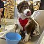 puppy, dog, red_harness, blue_bowl, chair, blanket, indoor, tiled_floor, brick_wall, person, poster, water, cute, pet, animal, tongue_out, sitting, playful, young_dog, furry