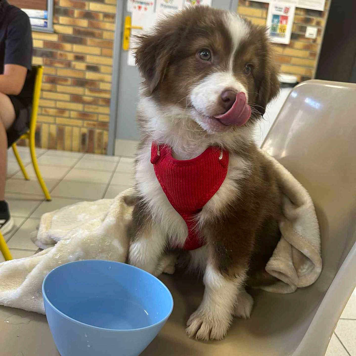 Arièl participe au concours pour gagner de l'argent avec cette photo : animal, blanket, blue_bowl, brick_wall, chair, cute, dog, furry, indoor, person, pet, playful, poster, puppy, red_harness, sitting, tiled_floor, tongue_out, water, young_dog