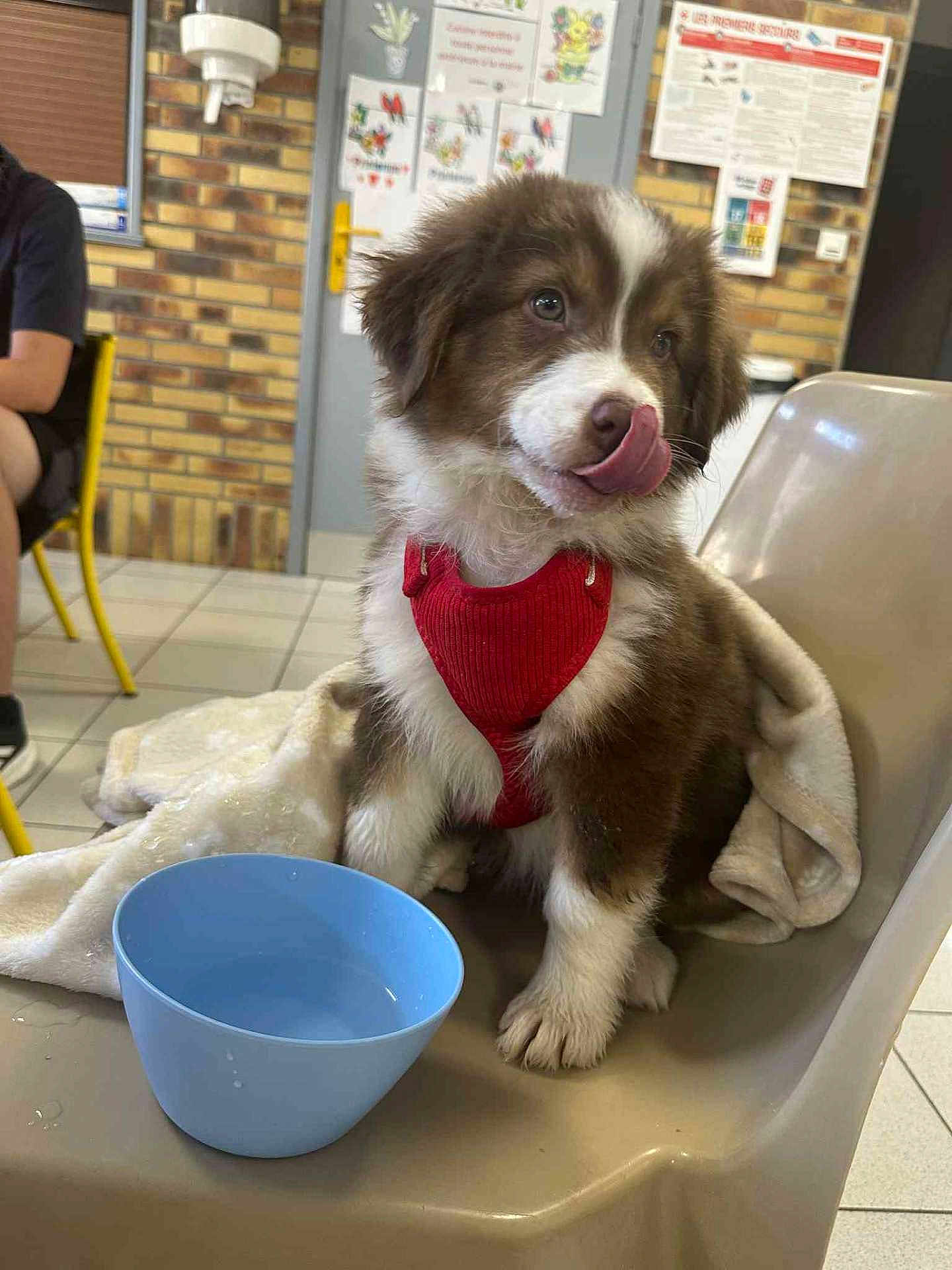 Arièl participe au concours pour gagner de l'argent avec cette photo : puppy, dog, red_harness, blue_bowl, chair, blanket, indoor, tiled_floor, brick_wall, person, poster, water, cute, pet, animal, tongue_out, sitting, playful, young_dog, furry