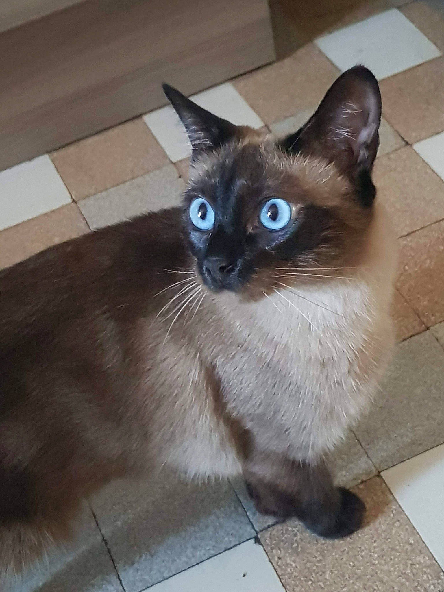 Loucia a rejoint le concours — aidez-le/la à gagner de superbes lots ! balinese, carnivore, cat, domestic_short_haired_cat, eye, fawn, felidae, flooring, fur, head, siamese, small_to_medium_sized_cats, snout, tail, terrestrial_animal, tile_flooring, whiskers