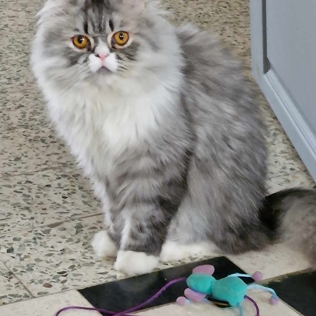 Unick participe au concours pour gagner de l'argent avec cette photo : abyssinian, accessories, angora, animal, bag, cat, clothing, footwear, hardwood, kitten, leash, manx, pet, plywood, sandal, siamese, slate, strap, toy, wood