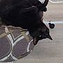 black_cat, cat, pet, indoor, cushion, floor, playful, upside_down, feline, animal, resting, cozy, domestic, cute, fur, whiskers, ear, paw, home, relaxed