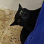 black_cat, cat, curious, peeking, blue_cushion, tile_floor, indoor, pet, animal, feline, eyes, whiskers, ears, playful, home, flooring, corner, shadow, cute, domestic_cat