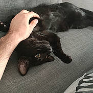 Blakie participe au concours pour gagner de l'argent avec cette photo : black_cat, cat, pet, animal, indoor, couch, furniture, human_hand, relaxing, lying_down, gray, fur, whiskers, eye, paw, domestic_animal, cozy, scratching, casual, home