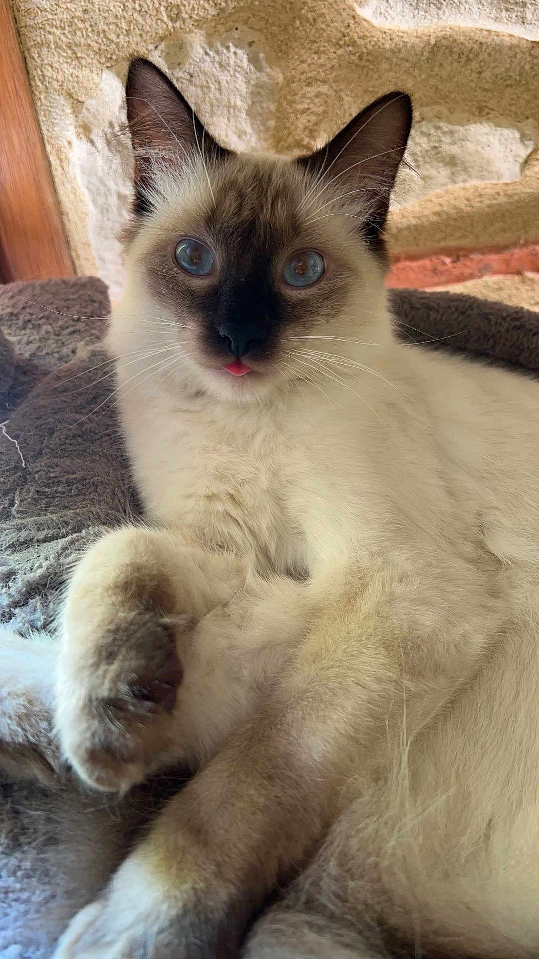 Turbo a rejoint le concours — aidez-le/la à gagner de superbes lots ! cat, siamese_cat, blue_eyes, tongue_out, fluffy, indoor, blanket, relaxed, pet, feline, close_up, whiskers, paw, fur, cute, animal, resting, cozy, soft_texture, playful