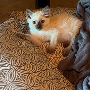 Turbo a rejoint le concours — aidez-le/la à gagner de superbes lots ! kitten, cat, siamese, pet, animal, feline, cushion, blanket, indoor, cozy, resting, young, cute, fur, whiskers, ears, paws, curious, comfort, soft