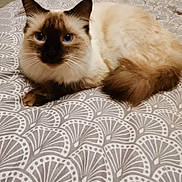 Turbo participe au concours pour gagner de l'argent avec cette photo : animal, bed, blue_eyes, brown, cat, close_up, cream, cute, domestic_cat, ears, feline, fluffy, indoor, looking, patterned_bedspread, paws, pet, resting, tail, whiskers