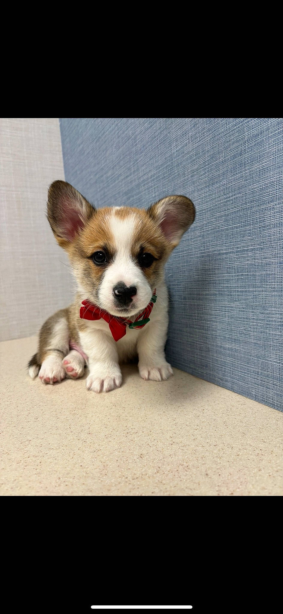 Akamaru joined the competition — help win amazing prizes! canidae, carnivore, chihuahua, companion_dog, corgi_chihuahua, dog, dog_breed, dog_supply, fawn, font, fur, non_sporting_group, paw, snout, sporting_group, terrestrial_animal, toy_dog, whiskers, working_animal