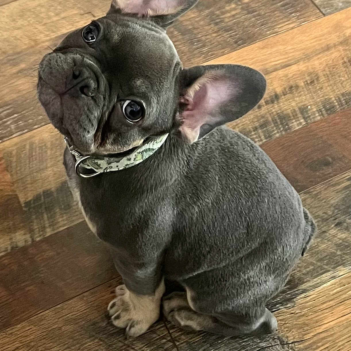 Tyson joined the competition — help win amazing prizes! animal, boxer, bulldog, canine, dog, frenchbulldog, hardwood, indoors, interiordesign, pet, pitbull, puppy, snout, stainedwood, wood