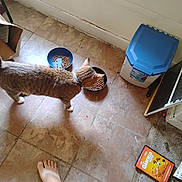 Pikachu is registered to the contest to win money with this photo: cat, tabby_cat, food_bowls, floor, tiled_floor, foot, human_foot, carpet, dvd_case, garfield_movie, indoor, pet, curious, collar, pet_food, container, plastic_container, corner, wall, shadow