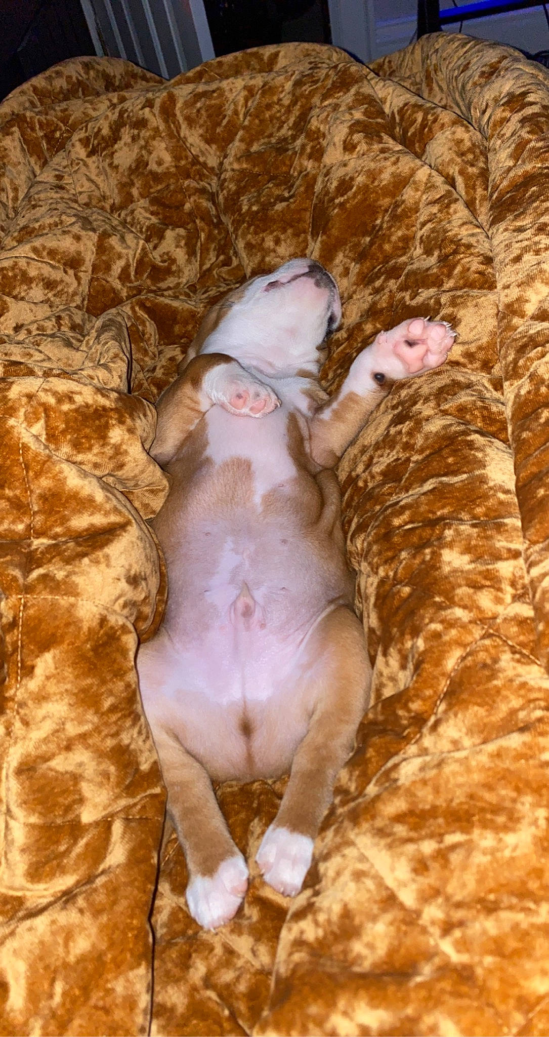 Marcel is registered to the contest to win money with this photo: canidae, companion_dog, dog_breed, domestic_pig, fawn, foot, fur, grass, human_leg, livestock, organism, sheep, snout, soil, sporting_group, tail, terrestrial_animal, toy, tree, wood