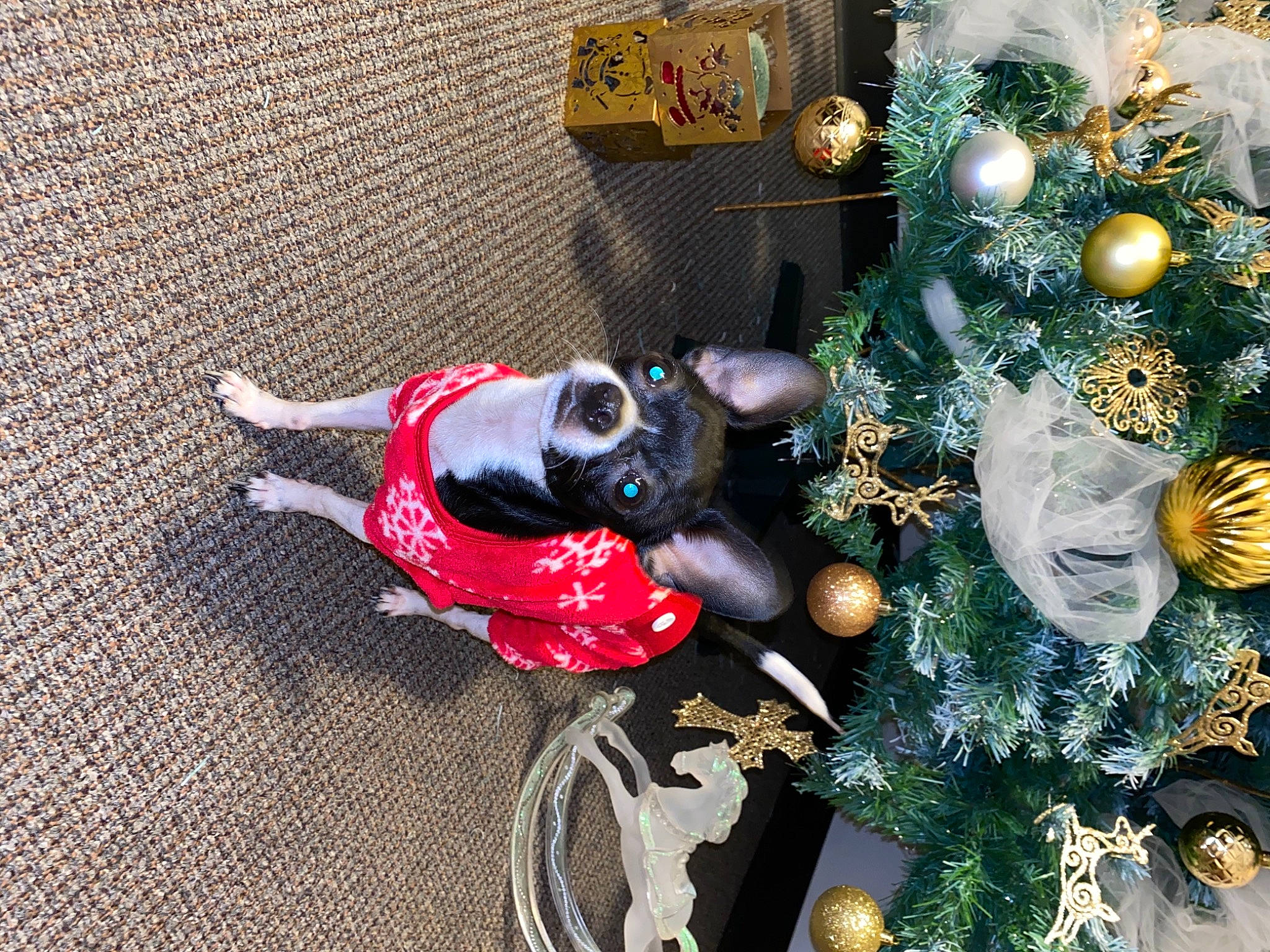 Minnie is registered to the contest to win money with this photo: art, carmine, carnivore, christmas, christmas_decoration, christmas_ornament, christmas_tree, conifer, event, evergreen, fashion_accessory, fictional_character, holiday, holiday_ornament, interior_design, ornament, tire, toy, tree, wheel