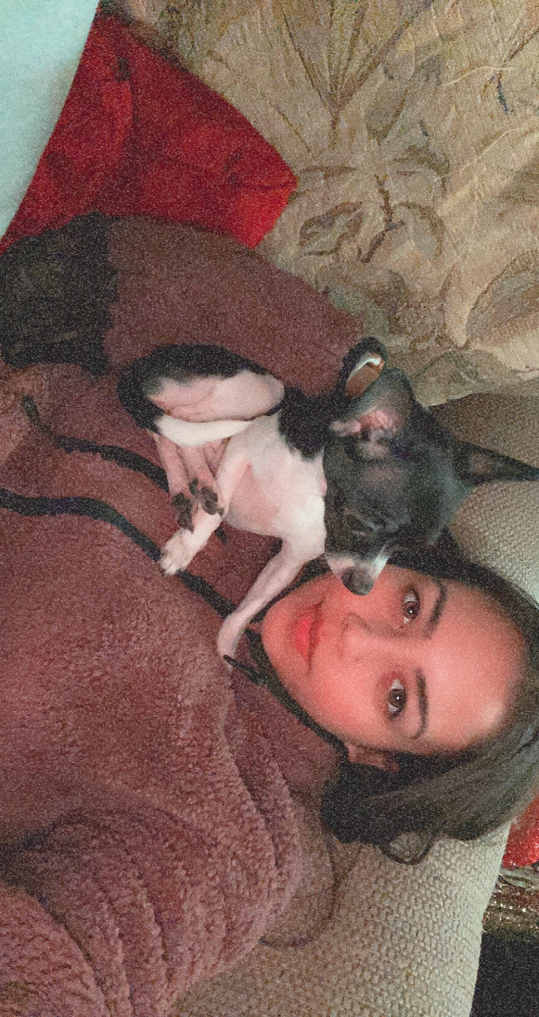 Minnie is registered to the contest to win money with this photo: canidae, carnivore, comfort, companion_dog, dog, dog_breed, fawn, flash_photography, flesh, fur, grey, non_sporting_group, paw, smile, snout, sporting_group, whiskers