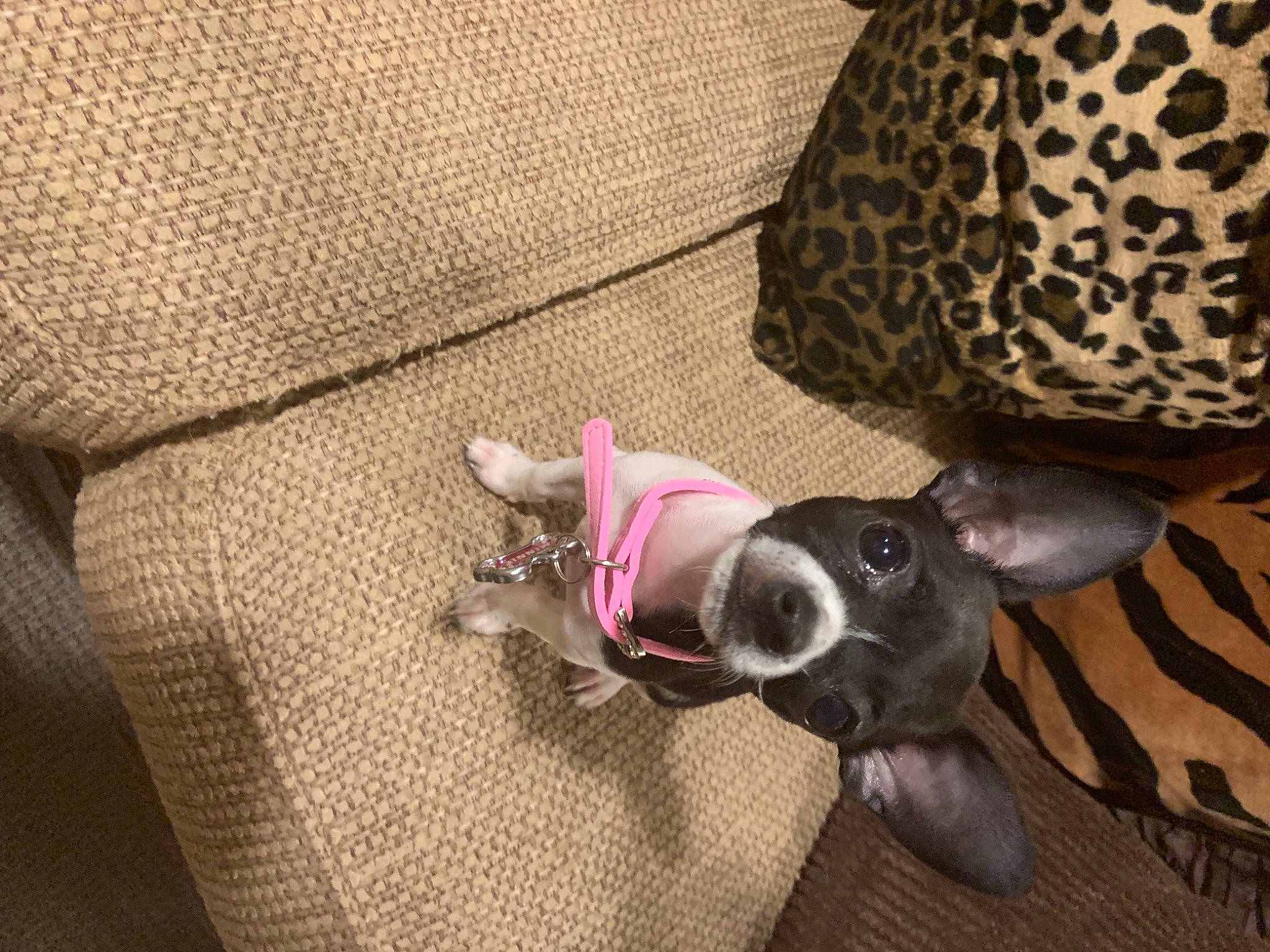 Minnie joined the competition — help win amazing prizes! carnivore, collar, comfort, companion_dog, dog, dog_breed, dog_clothes, dog_collar, dog_supply, fashion_accessory, fawn, fedora, hat, linens, pattern, pet_supply, snout, tail, toy_dog, working_animal