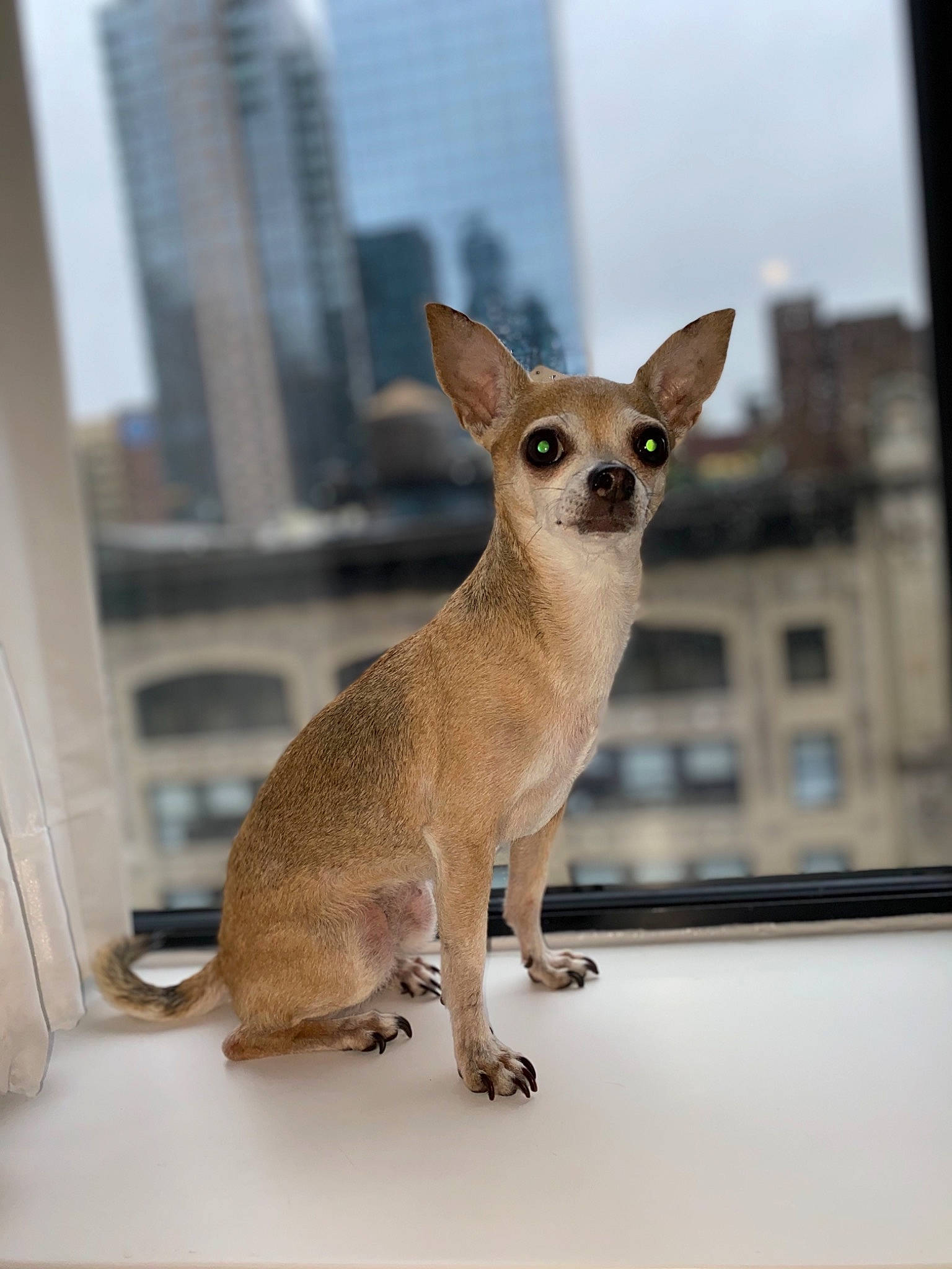 Sassy joined the competition — help win amazing prizes! art, building, carnivore, companion_dog, dog, dog_breed, fawn, fur, mammal, metal, sky, skyscraper, snout, tableware, tail, terrestrial_animal, tower_block, whiskers, wildlife, window