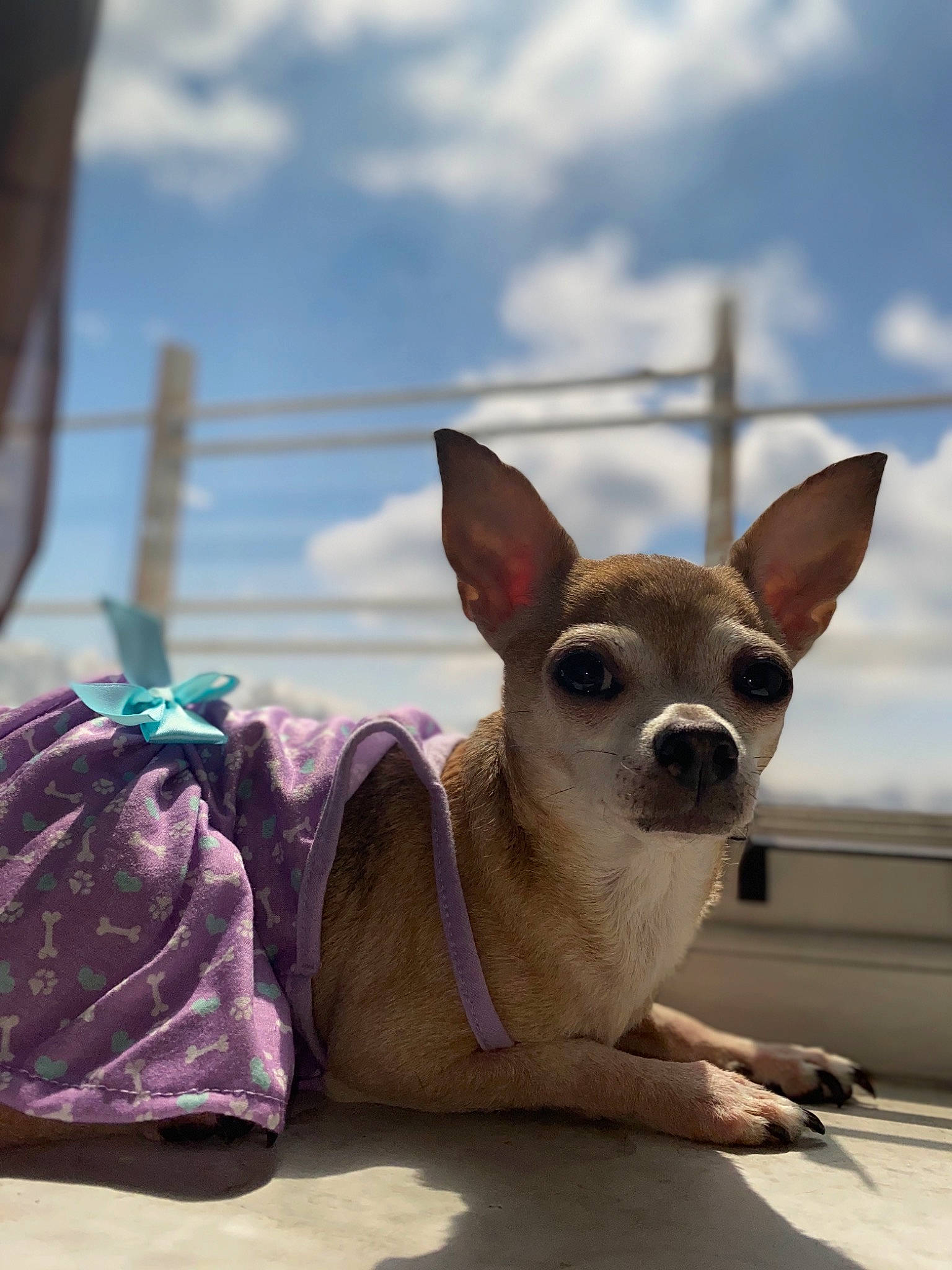 Sassy joined the competition — help win amazing prizes! canidae, carnivore, chihuahua, cloud, collar, companion_dog, dog, dog_breed, eyewear, fawn, head, sky, snout, sporting_group, tableware, toy_dog, travel, whiskers, wood, working_animal
