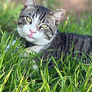 Zeus is registered to the contest to win money with this photo: cat, tabby, grass, outdoor, animal, pet, feline, nature, ears, whiskers, pink_nose, tongue, green, eyes, closeup, relaxed, daylight, mammal, cute, lying_down