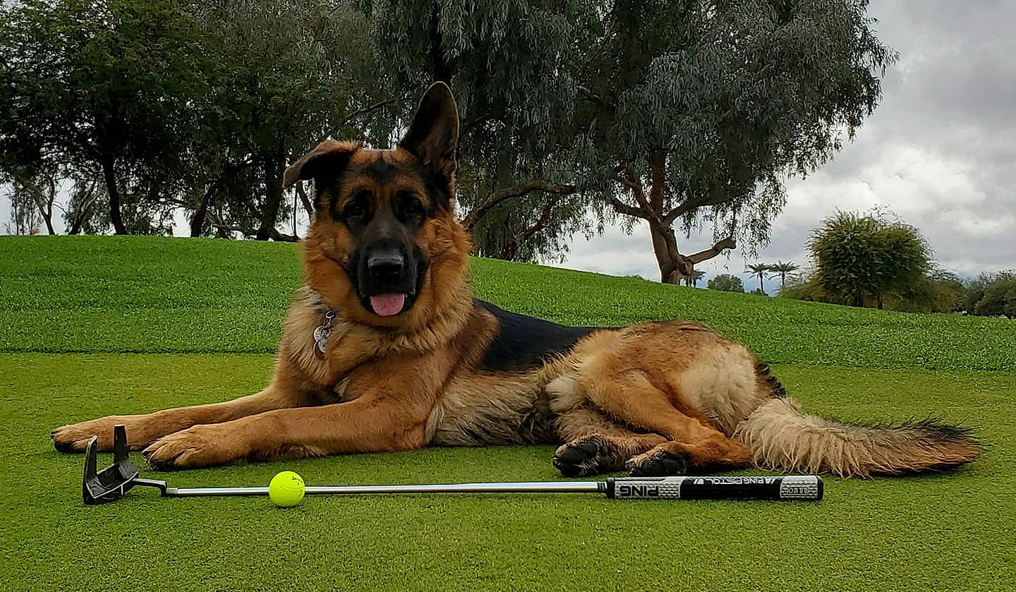 Behr is registered to the contest to win money with this photo: canidae, carnivore, companion_dog, dog, dog_breed, fawn, german_shepherd_dog, giant_dog_breed, grass, king_shepherd, mammal, old_german_shepherd_dog, police_dog, rare_breed_dog, snout, sporting_group, vertebrate, working_dog