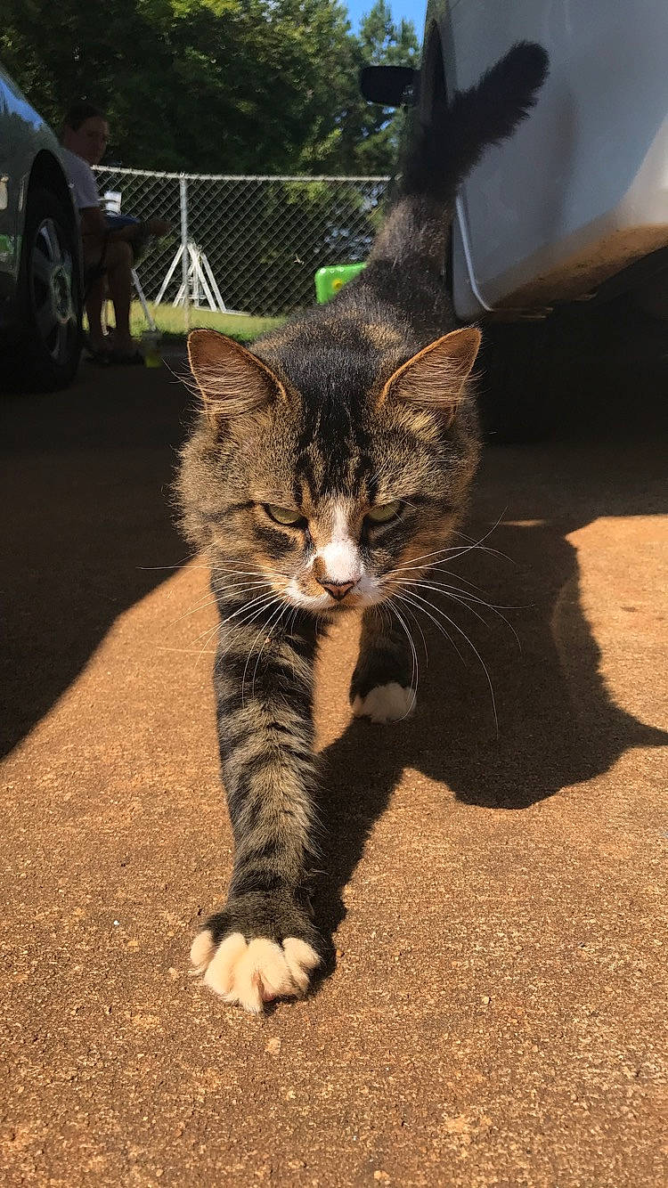 Patches is registered to the contest to win money with this photo: carnivoran, cat, cat_like_mammal, domestic_short_haired_cat, dragon_li, fauna, fur, kitten, mammal, person, small_to_medium_sized_cats, snout, tabby_cat, under_exposed, whiskers