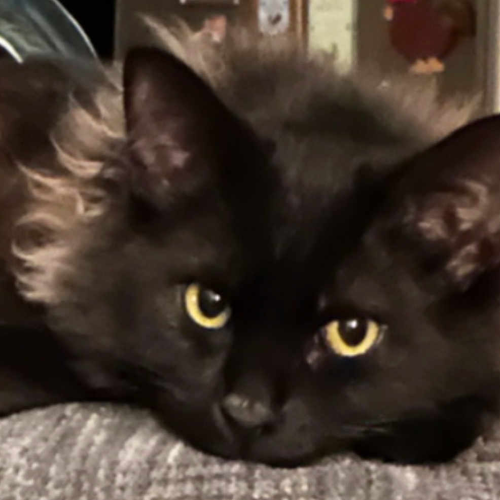 Abbers joined the competition — help win amazing prizes! abyssinian, angora, animal, blackcat, cat, kitten, manx, pet