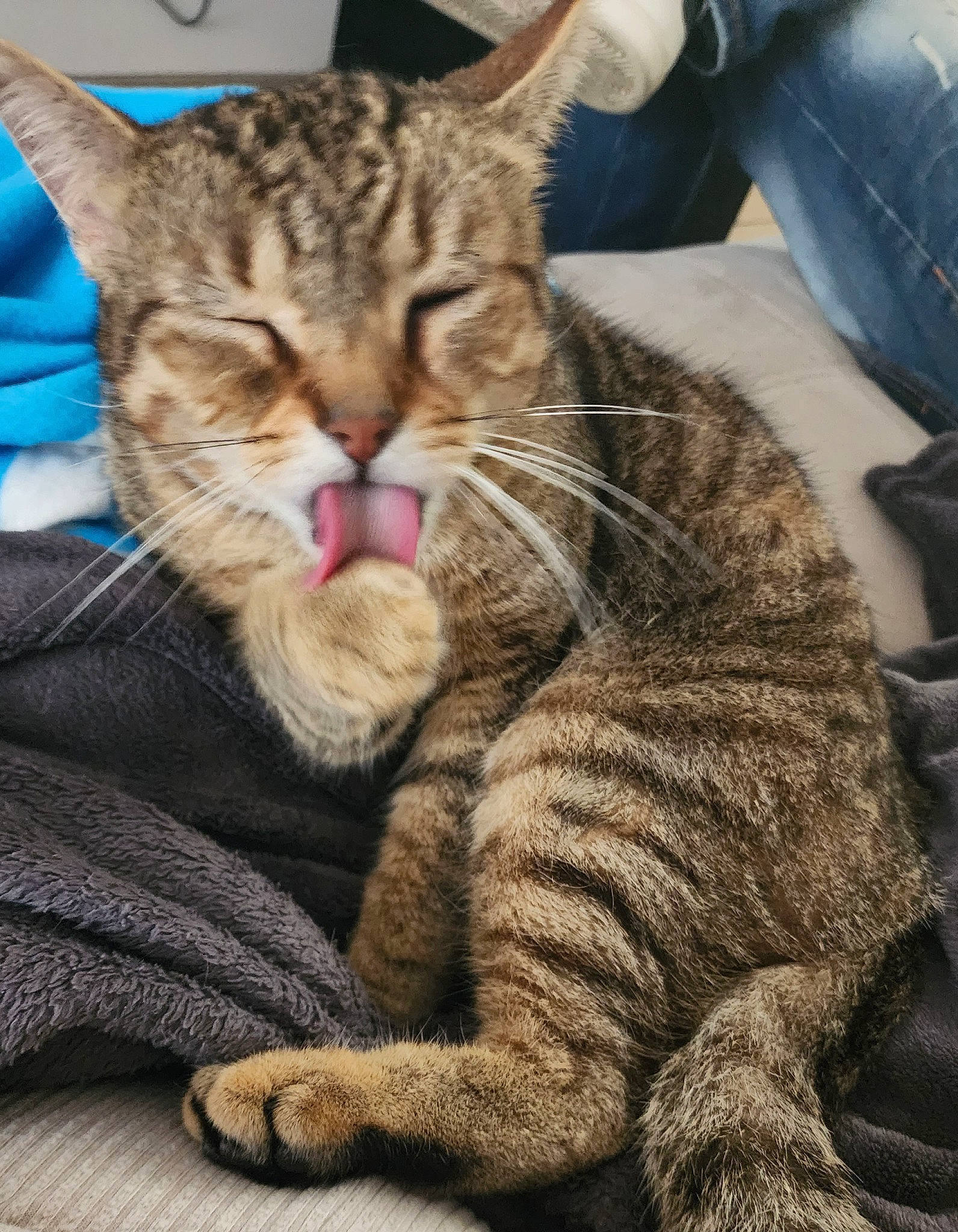 Napo a rejoint le concours — aidez-le/la à gagner de superbes lots ! carnivore, cat, claw, comfort, domestic_short_haired_cat, felidae, fur, nap, paw, sitting, small_to_medium_sized_cats, snout, tail, terrestrial_animal, whiskers