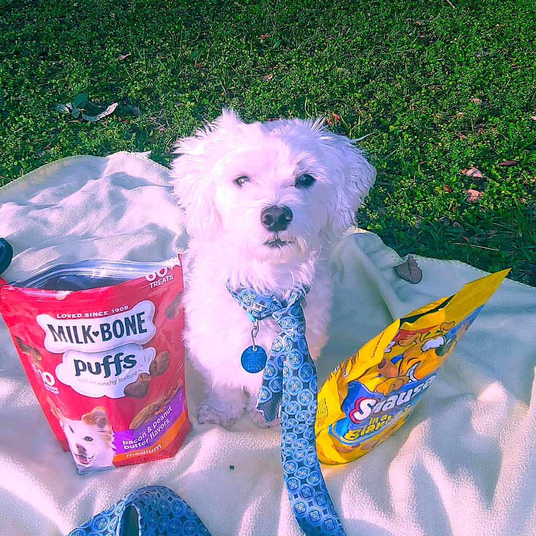 Prince joined the competition — help win amazing prizes! bichon, bichon_frise, bolognese, bolonka, canidae, carnivore, cockapoo, companion_dog, dog, dog_breed, dog_food, havanese, maltepoo, maltese, miniature_poodle, non_sporting_group, poodle, puppy, toy_dog, toy_poodle