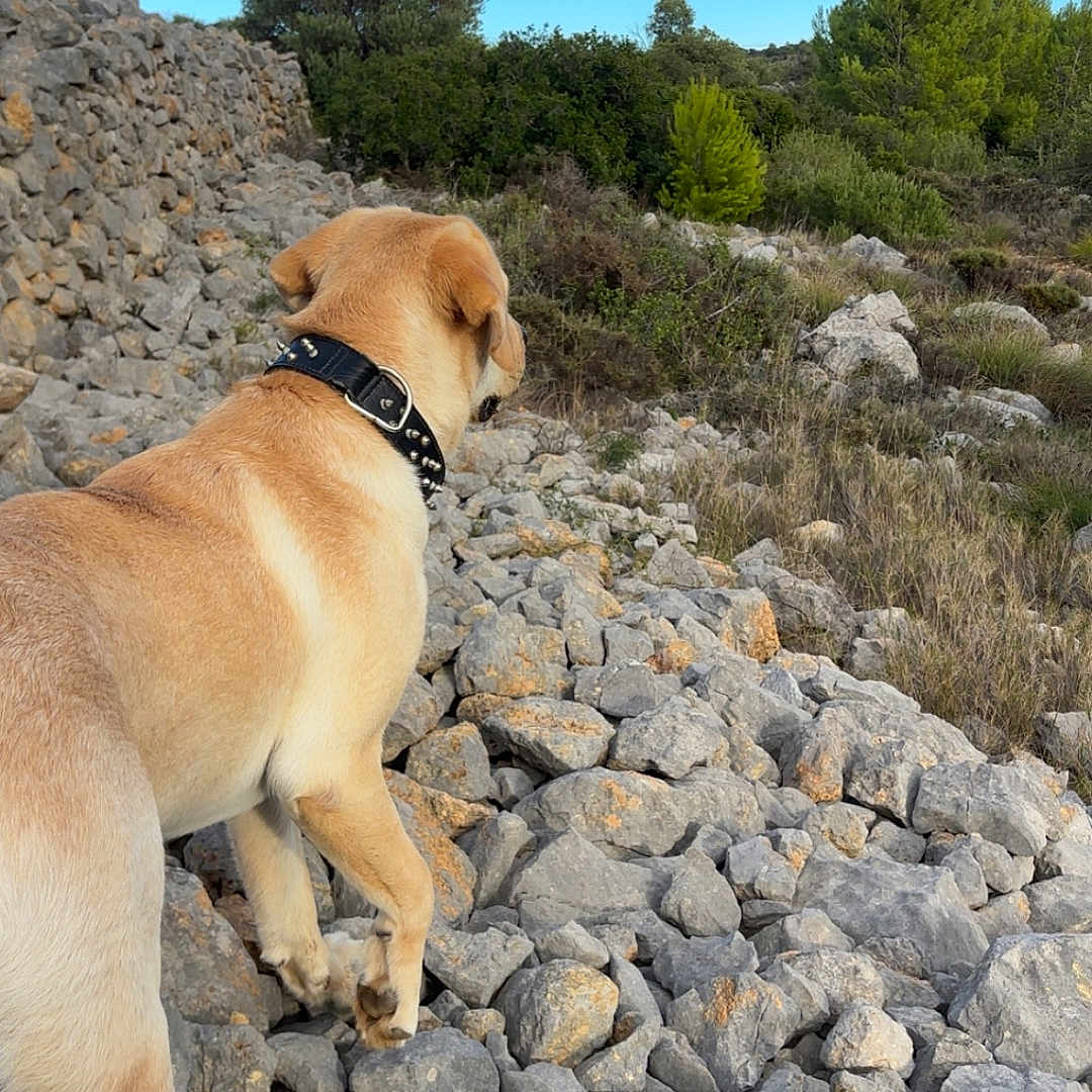 Bob a rejoint le concours — aidez-le/la à gagner de superbes lots ! dog, golden_dog, outdoors, rocky_terrain, hiking, trail, nature, landscape, blue_sky, clouds, trees, shrubs, vegetation, rocks, stone_wall, collar, standing, back_view, adventure, sunlight