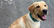 Bob a rejoint le concours — aidez-le/la à gagner de superbes lots ! dog, golden_retriever, pet, sitting, outdoor, street, pavement, asphalt, collar, teal_collar, happy, smiling, open_mouth, tongue, brown_fur, cream_fur, animal, portrait, urban, chalk_markings