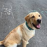 dog, golden_retriever, pet, sitting, outdoor, street, pavement, asphalt, collar, teal_collar, happy, smiling, open_mouth, tongue, brown_fur, cream_fur, animal, portrait, urban, chalk_markings
