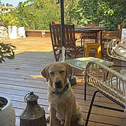 Bob a rejoint le concours — aidez-le/la à gagner de superbes lots ! dog, yellow_dog, pet, sitting, outdoor, patio, deck, wooden_deck, garden, plants, trees, sunlight, chair, table, umbrella, lantern, furniture, collar, portrait, home