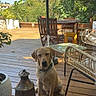 dog, yellow_dog, pet, sitting, outdoor, patio, deck, wooden_deck, garden, plants, trees, sunlight, chair, table, umbrella, lantern, furniture, collar, portrait, home