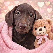 Arthemis participe au concours pour gagner de l'argent avec cette photo : chocolate_labrador, puppy, dog, teddy_bear, pink_blanket, bow, heart_shape, cute, soft_texture, snuggling, close_up, warm, cozy, adorable, background_blur, indoor, pet, stuffed_animal, brown, pink