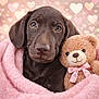 chocolate_labrador, puppy, dog, teddy_bear, pink_blanket, bow, heart_shape, cute, soft_texture, snuggling, close_up, warm, cozy, adorable, background_blur, indoor, pet, stuffed_animal, brown, pink
